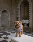 Purple Dog Jumper in Pure Merino Lambswool