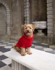 Cherry Red British Wool Dog Jumper