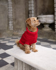 Cherry Red British Wool Dog Jumper
