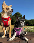 Tiny Trails Step In Air Mesh Puppy and Small Dog Harness Red