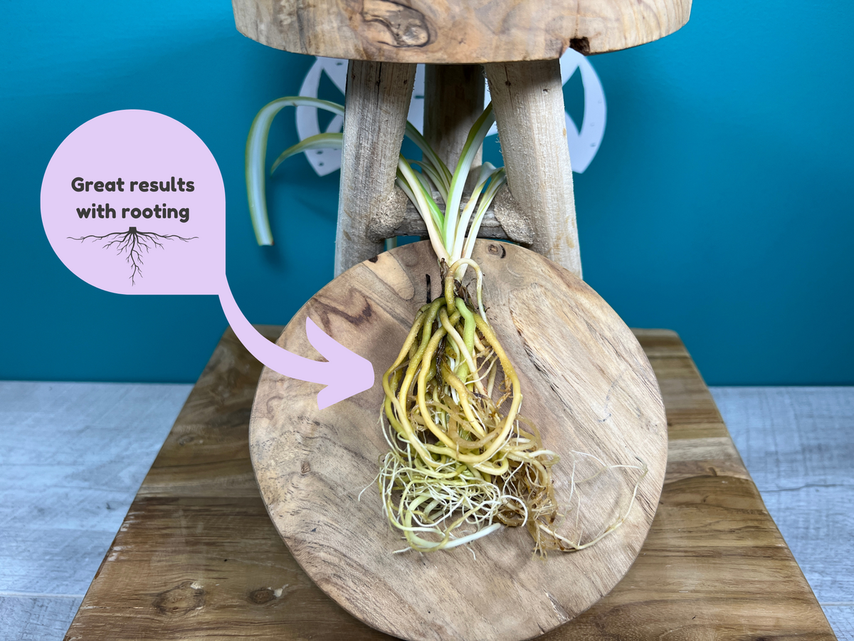 Plant Propagation Gift Set 