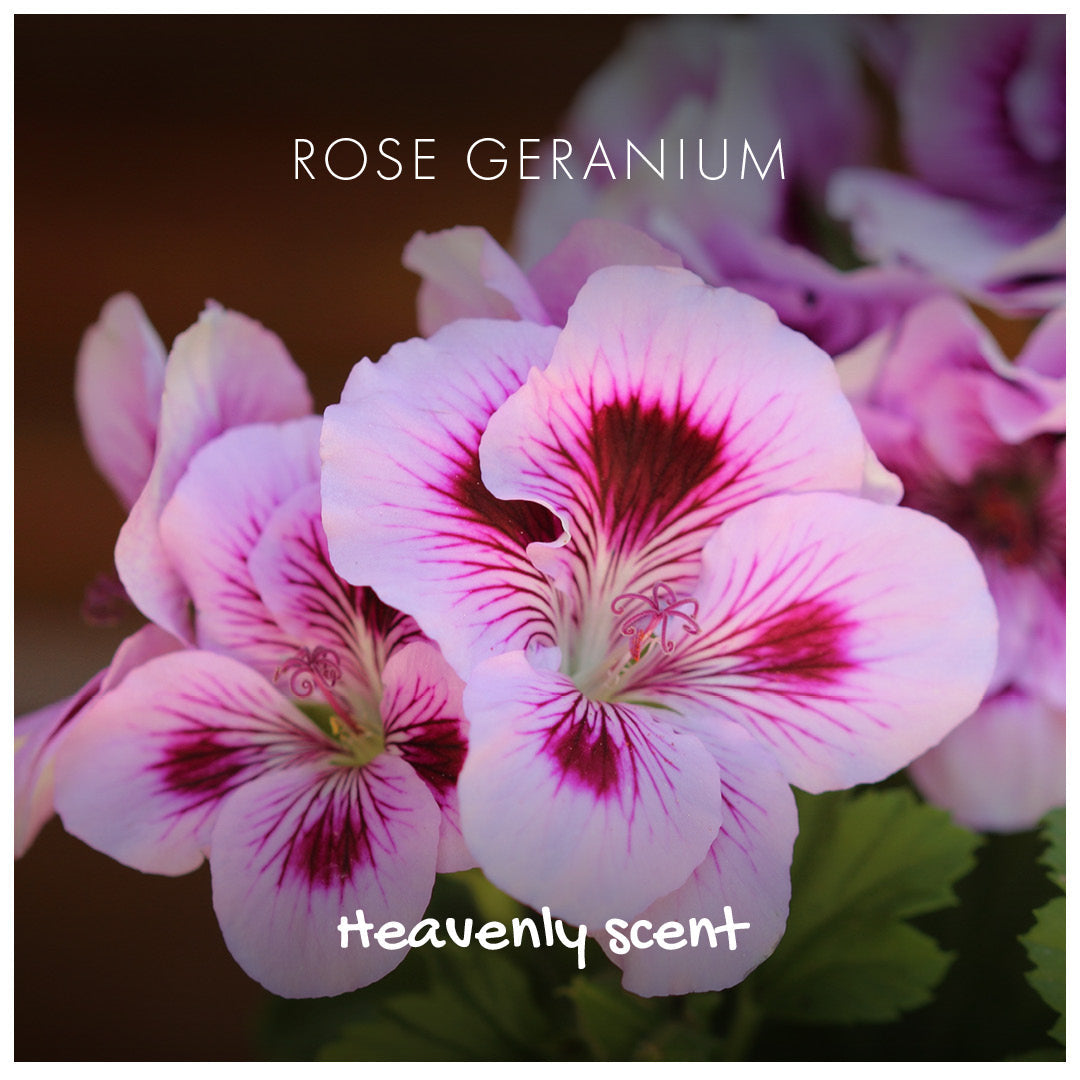Natural Soap - Rose Geranium