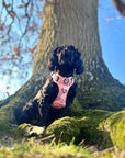 Rugged Rover™ Harness - Peachy Hearts