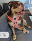Rugged Rover™ Harness - Peachy Hearts