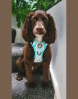 Rugged Rover™ Harness - Pastel Daisy