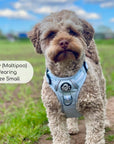 Rugged Rover™ Harness - Pastel Blue