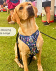 Rugged Rover™ Harness - Summer Meadow