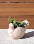 Terracotta Pot - Turtle Dove-3