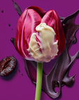 Black Tulip Perfume 10ml