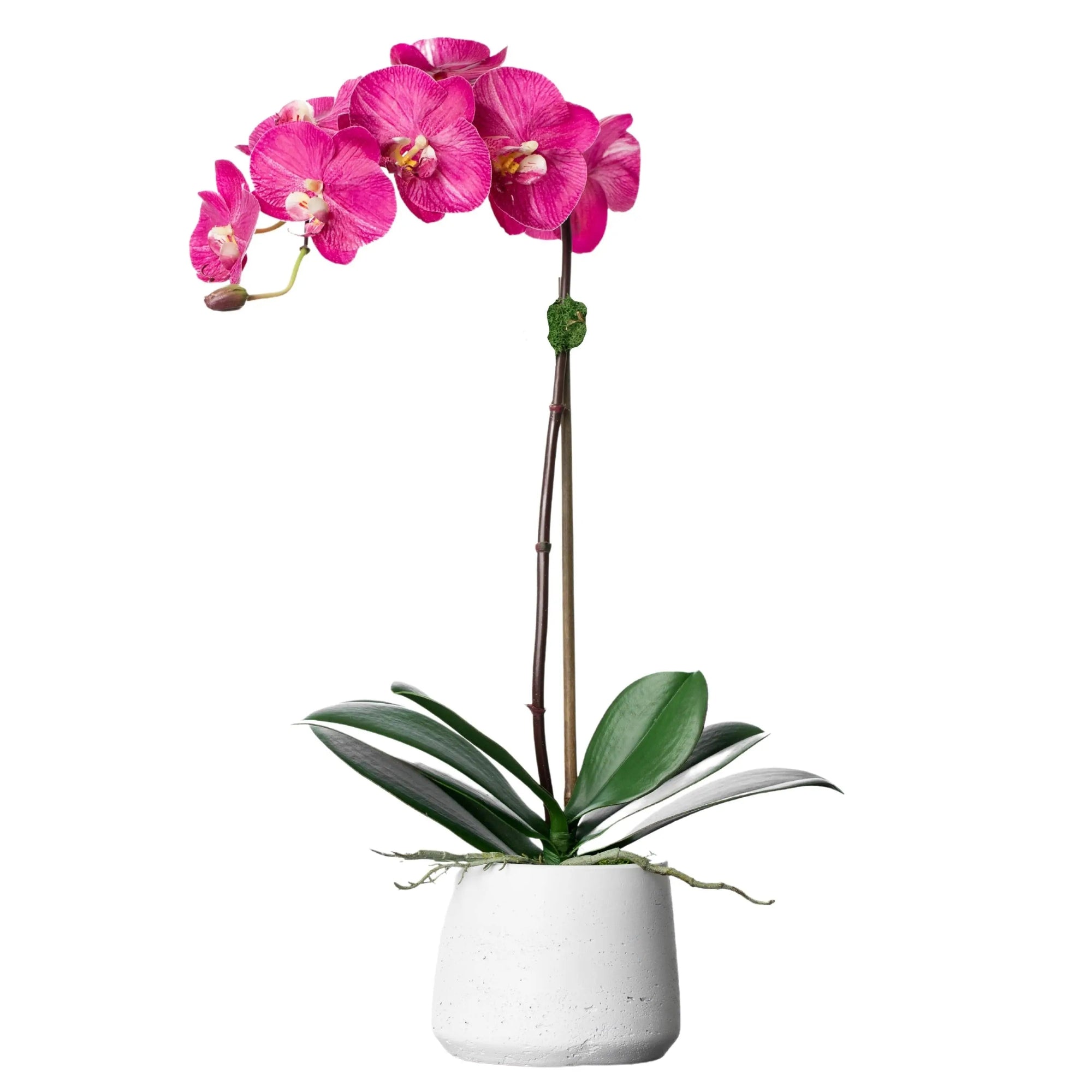 Silk orchid plant - pink phalaenopsis orchid in white pot - 21"