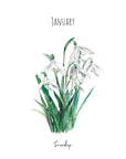 Snowdrop - January Birth Flower - Watercolour Fine Art Print