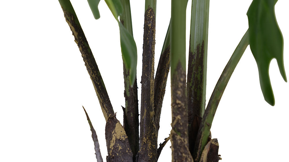 3' Faux Tropical House Plant, Potted Philodendron