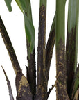 3' Faux Tropical House Plant, Potted Philodendron