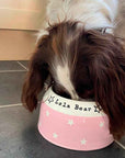 Springer Spaniel Bowl