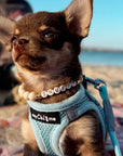 Tiny Trails Step In Air Mesh Puppy and Small Dog Harness Baby Blue
