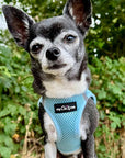 Tiny Trails Step In Air Mesh Puppy and Small Dog Harness Baby Blue
