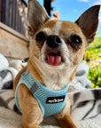 Tiny Trails Step In Air Mesh Puppy and Small Dog Harness Baby Blue