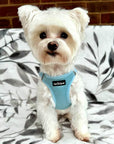 Tiny Trails Step In Air Mesh Puppy and Small Dog Harness Baby Blue