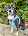 Tiny Trails Step In Air Mesh Puppy and Small Dog Harness Baby Blue