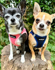 Tiny Trails Step In Air Mesh Puppy and Small Dog Harness Navy