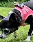 Tiny Trails Step In Air Mesh Puppy and Small Dog Harness Pink