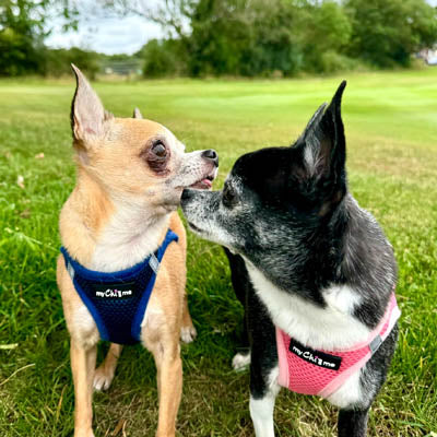 Tiny Trails Step In Air Mesh Puppy and Small Dog Harness Pink