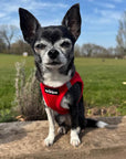 Tiny Trails Step In Air Mesh Puppy and Small Dog Harness Red