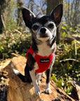 Tiny Trails Step In Air Mesh Puppy and Small Dog Harness Red