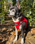Tiny Trails Step In Air Mesh Puppy and Small Dog Harness Red