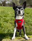 Tiny Trails Step In Air Mesh Puppy and Small Dog Harness Red