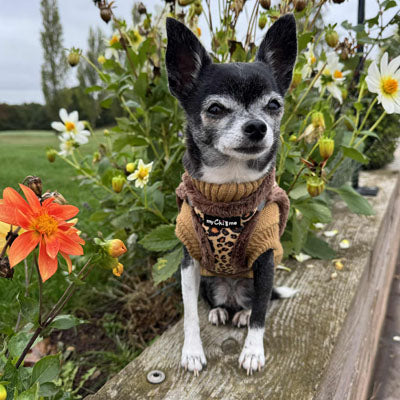 Tiny Trails Step In Luxury Leopard Fur Lined Puppy and Small Dog Harness