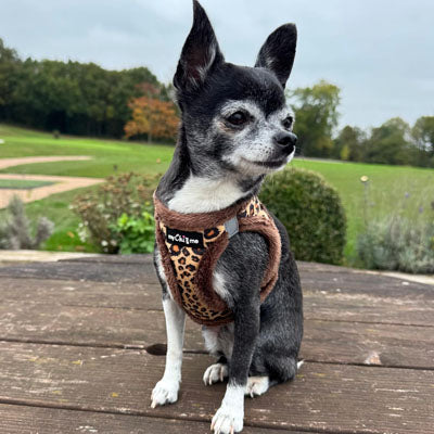 Tiny Trails Step In Luxury Leopard Fur Lined Puppy and Small Dog Harness