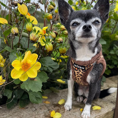Tiny Trails Step In Luxury Leopard Fur Lined Puppy and Small Dog Harness
