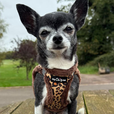 Tiny Trails Step In Luxury Leopard Fur Lined Puppy and Small Dog Harness