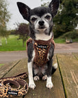 Tiny Trails Luxury Leopard  Lead