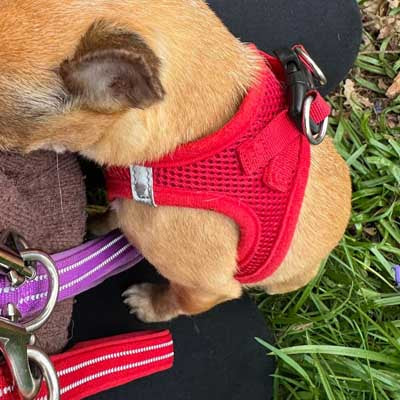 Tiny Trails Step In Air Mesh Puppy and Small Dog Harness Red
