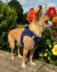 Tiny Trails Step In Air Mesh Puppy and Small Dog Harness Navy