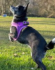Tiny Trails Step In Air Mesh Puppy and Small Dog Harness Purple
