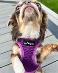 Tiny Trails Step In Air Mesh Puppy and Small Dog Harness Purple
