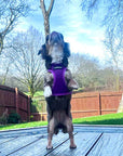 Tiny Trails Step In Air Mesh Puppy and Small Dog Harness Purple