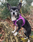 Tiny Trails Step In Air Mesh Puppy and Small Dog Harness Purple