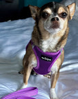 Tiny Trails Step In Air Mesh Puppy and Small Dog Harness Purple