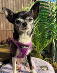 Tiny Trails Step In Air Mesh Puppy and Small Dog Harness Purple