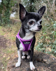 Tiny Trails Step In Air Mesh Puppy and Small Dog Harness Purple