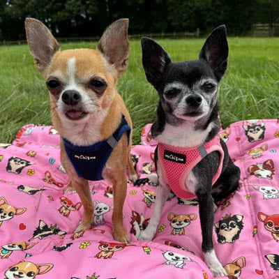 Tiny Trails Step In Air Mesh Puppy and Small Dog Harness Navy