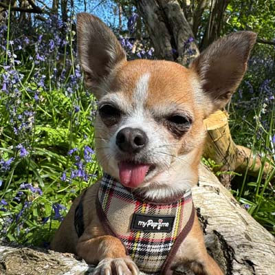 Luxury Brown Tartan Harness by My Pup and Me