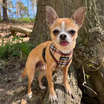 Luxury Brown Tartan Harness by My Pup and Me