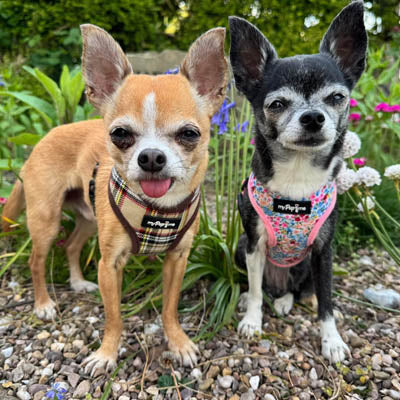 Luxury Blue Meadow Floral Dog Harness for Chihuahuas, Toy Breeds &amp; Puppies