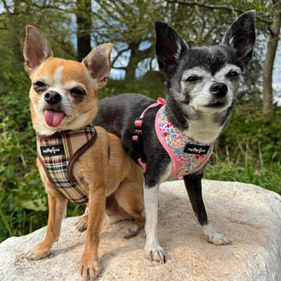 Luxury Blue Meadow Floral Dog Harness for Chihuahuas, Toy Breeds &amp; Puppies