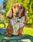 Eden's Orchard - Dog Sailor Bow Tie